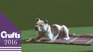 East Anglian Staffordshire Bull Terrier Display Team  Crufts 2016 [upl. by Rodger]