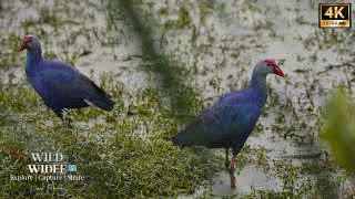 10 common birds in India Purple Swamphen Birds Wetlands Birds Photography [upl. by Bent720]