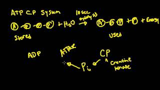 ATPCP System for Exercise Physiology [upl. by Ennahtur]