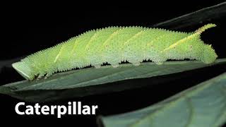 Caterpillar Sounds  Walnut Sphinx Caterpillar Insect Amorpha juglandis [upl. by Duvall449]