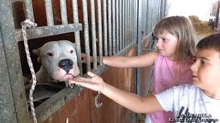 Dogo Argentino with Children  FALKOR dei Diavoli della Mandragula [upl. by Anitselec37]