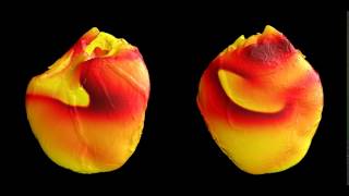 Simulation of electrical activity in the heart during fibrillation with comparison with experiment [upl. by Auop]