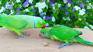 Amazing Talking Parrot Greeting Baby Ringneck Parrot [upl. by Einaj569]