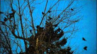 Coshocton County Birds Update [upl. by Airemahs]