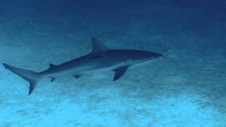 Reef Shark [upl. by Ainekahs257]