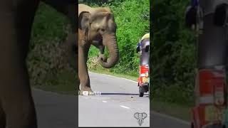 elephantattack The elephant steals food from the three wheeler [upl. by Sachi338]