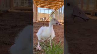 Harriet the Goose CHILDHOOD PART 10 Visits her future home geese goose goslings [upl. by Lexis]