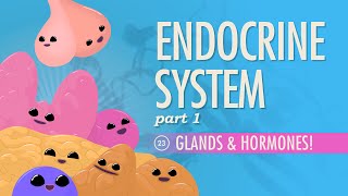 Endocrine System Part 1  Glands amp Hormones Crash Course Anatomy amp Physiology 23 [upl. by Aillij743]