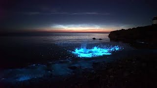 Plankton Light The Sea In Wales It Really Is Something Magical [upl. by Zoeller]