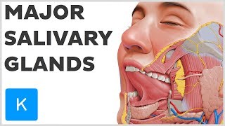 What are the Major Salivary Glands  Human Anatomy  Kenhub [upl. by Annoj216]