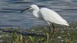 Vroege Vogels  Kleine zilverreiger [upl. by Ravert]