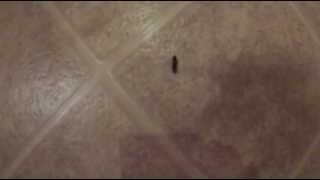 Click Beetle Jumping around [upl. by Notsyrb]