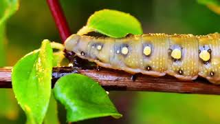 Caterpillar bedstraw hawk moth crawls on a branch during the rain caterpillar [upl. by Swetlana948]