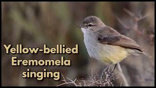 YELLOWBELLIED EREMOMELA singing [upl. by Baudoin]