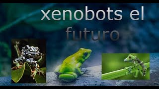 XENOBOTS QUE SON SEGURO S Y FUTURO ROBOTS VIVOS MEDICINA FUNCIONES REPRODUCCION ESPAÑOL BIOBOT RANA [upl. by Airemat]