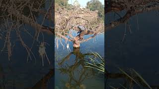 Aquatic Ecosystem  Observing itself is healing zen practice [upl. by Celestia]