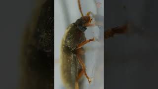 Exploring Darkling Beetles video 2 Under a Microscope [upl. by Arhez]