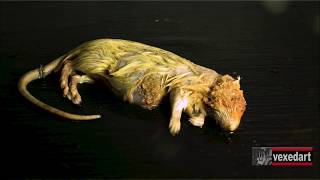 Animal Decomposition Time Lapse Dead Rat Decay  vexedart  Vedi Djokich [upl. by Kcinimod941]