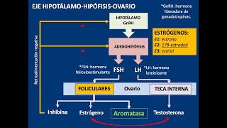 Embriología gametogénesis general espermatogénesis y ovogénesis [upl. by Karolyn]