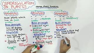 Osmoregulation in plants  mesophytes xerophytes And hydrophytes  Class 12 Biology [upl. by Odnala671]