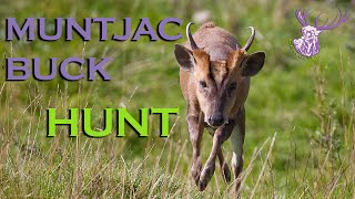 TROPHY MUNTJAC BUCK HUNT [upl. by Ariahay]