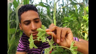 هذا النبات يستخرج منها اغلي الزيوت الطيارهpelargonium graveolens [upl. by Esch]