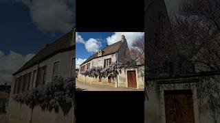 wisteria vine in Meursault France mossstreetgallery meursault france wisteria frenchhouse [upl. by Eelaroc]