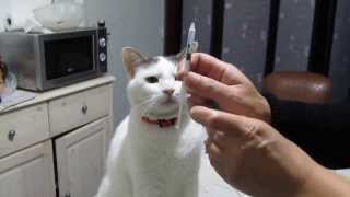 Injection dinsuline sur un chat diabétique récalcitrant [upl. by Oballa]