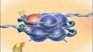 Chromatin Histones and Modifications Rate My Science [upl. by Nivek]