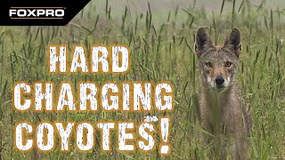 Coyote Vocals Produce Hard Chargers  Coyote Hunting [upl. by Sset779]