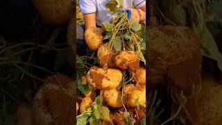 Ground radish quotJicamaquot Fruit that grows underground farming natural agriculture [upl. by Greeley]