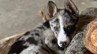 Border Collie Vs Estrela Mountain Dog [upl. by Enirehs]