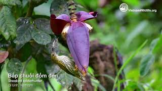 Bắp chuối đốm đen  Streaked spiderhunter [upl. by Ynehpets212]