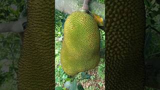 Collection of jackfruit from tree jackfruit panasakaya jackfruitseedrecipe ytshorts triballife [upl. by Notyalk292]