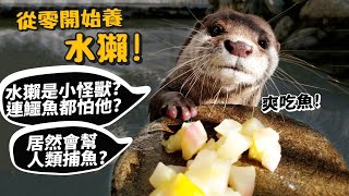 【從零開始養】水獺是小怪獸連鱷魚都怕他居然會幫人類捕魚開箱水獺房間【許伯簡芝】 [upl. by Babbette]