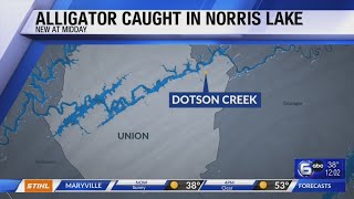 TWRA Alligator caught by angler in Norris Lake [upl. by Sungam]