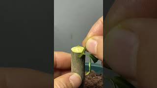 You Wont Believe How Easy Grafting Can Be with This Technique [upl. by Matilde522]