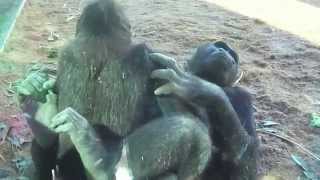 Gorilla Love [upl. by Chastain]