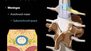 Spinal cord Meninges [upl. by Macomber98]