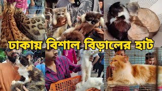 ঢাকায় বিশাল বিড়ালের হাটCat Price in BDPersianMix breed Bengal catExotic Cat breed Bd [upl. by Flam]