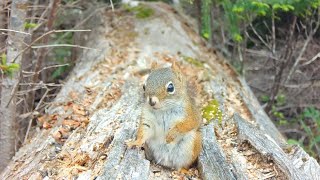 Cute Squirrel on The Log [upl. by Tnaryb]