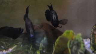 Altolamprologus calvus Black Zaire [upl. by Nelyaw]