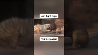 Lion vs Tiger WHO IS STRONGER [upl. by Coralie]