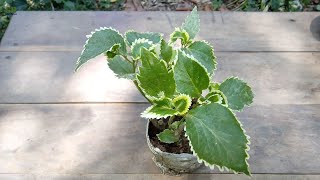 How to propagate acalypha wilkesiana or copperleaf plant and care [upl. by Aerdnaxela567]