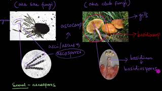 Classification of Fungi  Biological Classification  Biology  Khan Academy [upl. by Bethany]