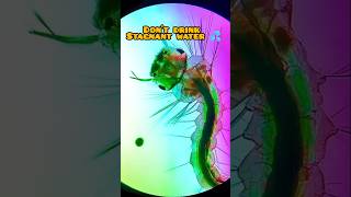 Stagnant water under microscope 😲 pond water microscope science [upl. by Anelagna]