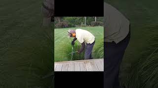 Pruning Lomandra Tanika  Trimming the plants [upl. by Nosniv]