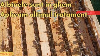 Tratam varroa si prezint 3 familii albinele sunt in ghem [upl. by Iclek]