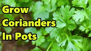 How to Grow Coriander in Pots  THE SIMPLE AND EASY WAY [upl. by Medarda780]