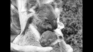 Koala Bears Born and Reared in Sanctuary Australian Diary 22 [upl. by Hcirdeirf898]